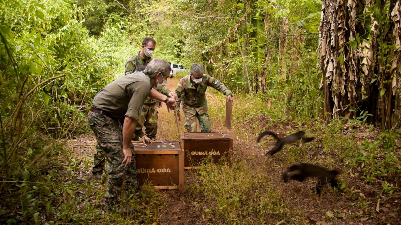 Trece ejemplares de especies nativas rehabilitadas fueron liberadas a su ambiente natural