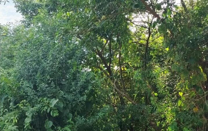 Denuncian que personas en situación de calle y con problemas de adicciones se refugian en el predio de Radio Nacional