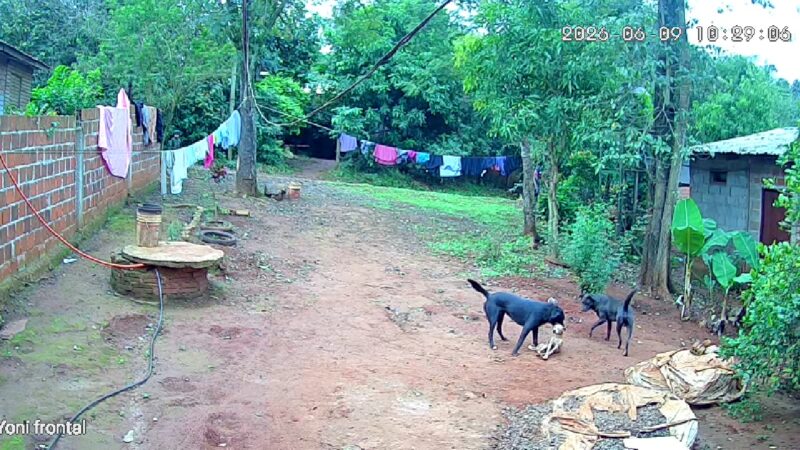 Denunció que los perros de su vecino atacaron y mataron a su mascota