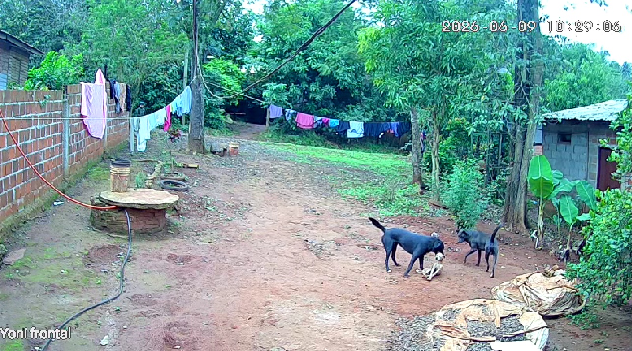 Denunció que los perros de su vecino atacaron y mataron a su mascota