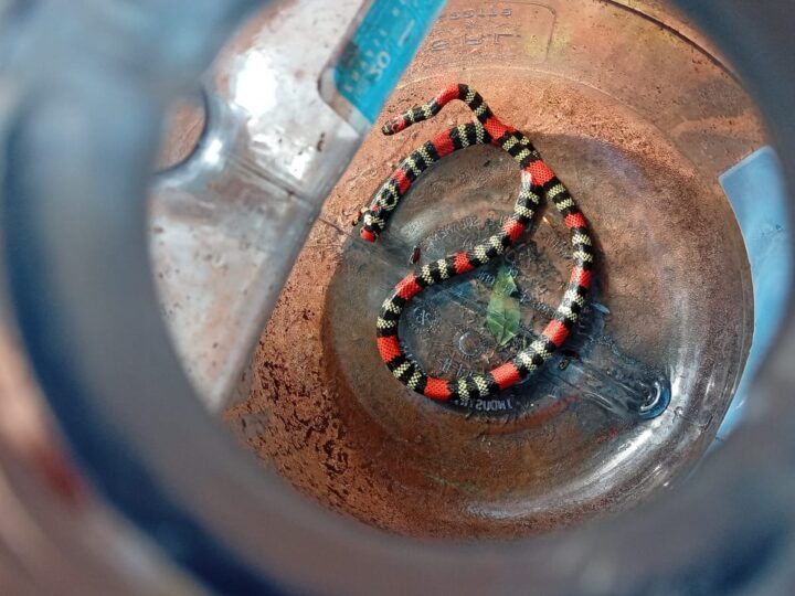 Iguazú: Alertaron a los bomberos Voluntarios tras hallar una serpiente coral