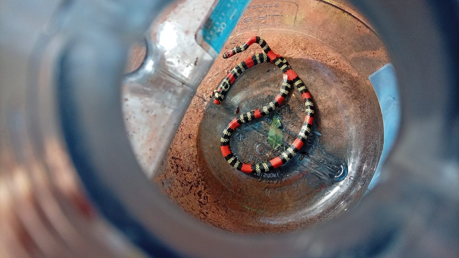 Iguazú: Alertaron a los bomberos Voluntarios tras hallar una serpiente coral
