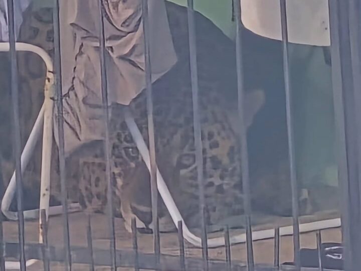 Capturaron al Yaguarete que circulaba por las calles de Foz do Iguaçú desde el sábado