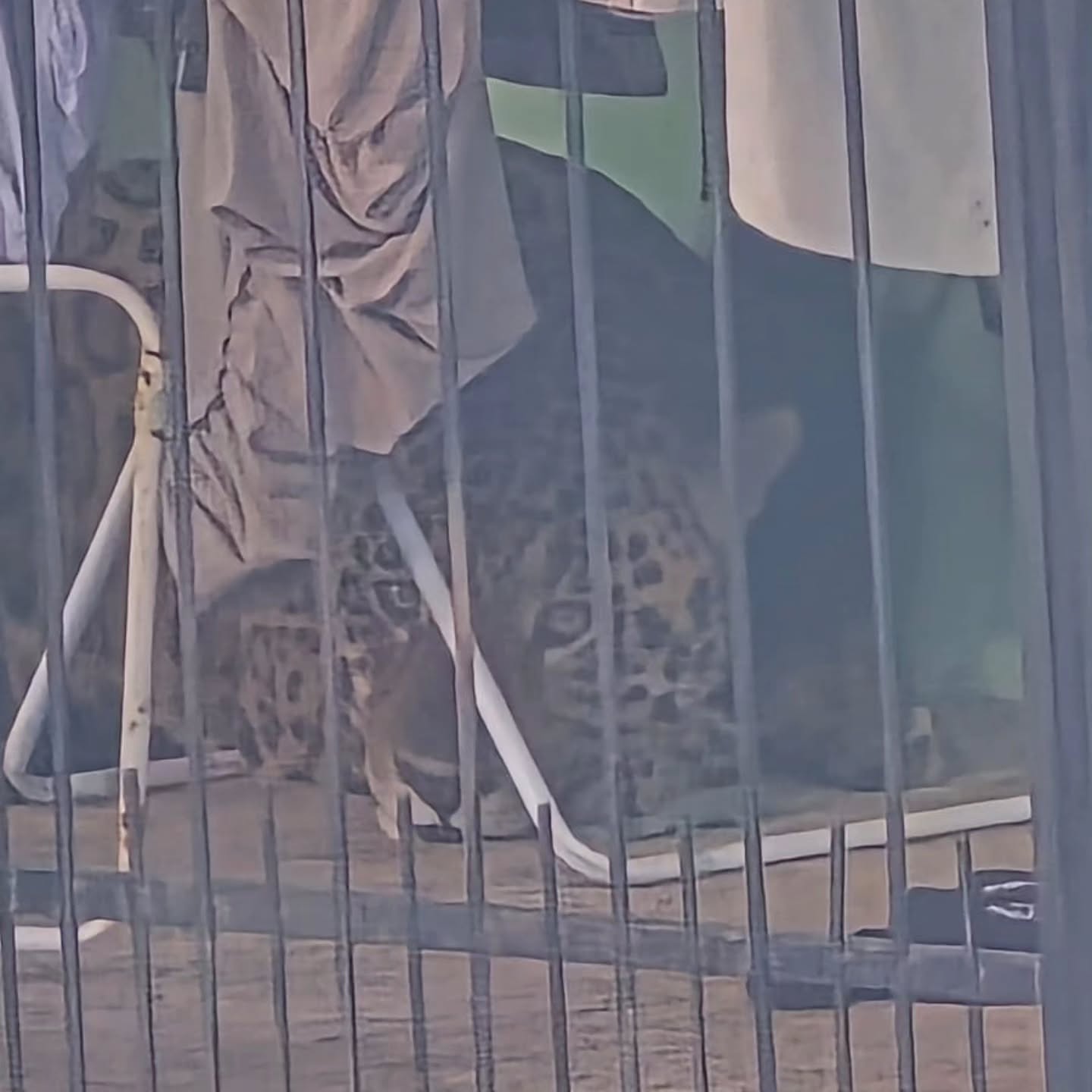 Capturaron al Yaguarete que circulaba por las calles de Foz do Iguaçú desde el sábado