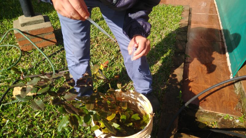 Iguazú: Desde este lunes hasta el viernes se realizará el levantamiento LIRAa