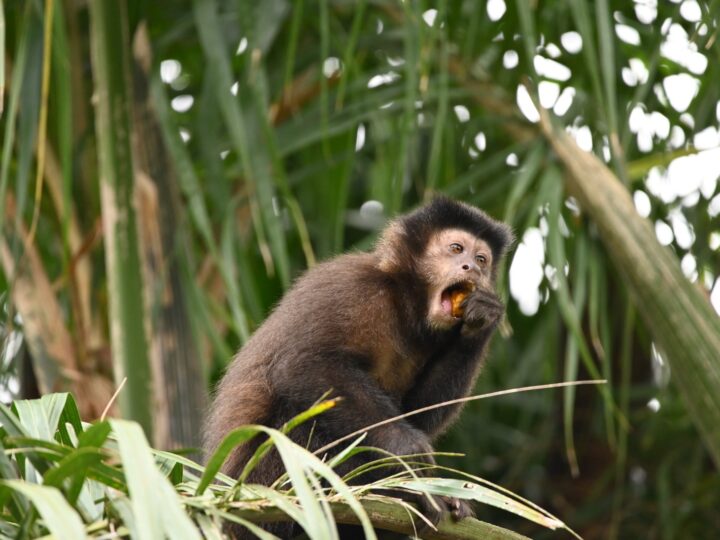 El Proyecto Caí protagoniza un nuevo encuentro del Happy Hour Científico Iguazú