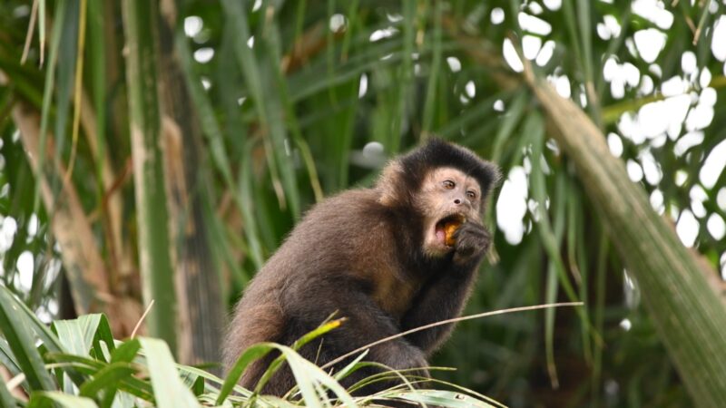 El Proyecto Caí protagoniza un nuevo encuentro del Happy Hour Científico Iguazú