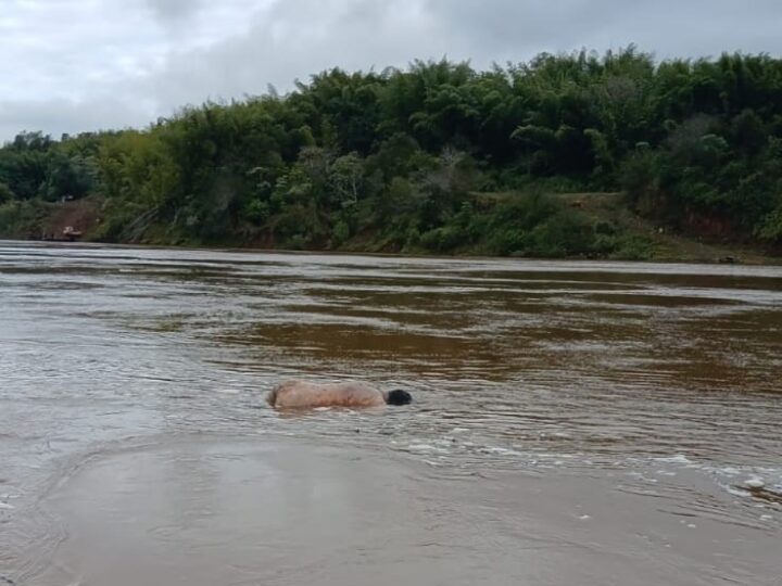 Hallaron un cuerpo flotando en el rio Paraná en Colonia Victoria