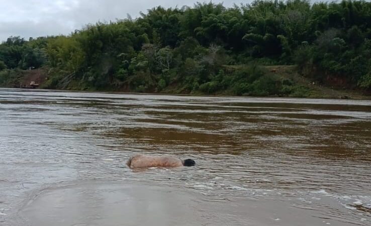 Hallaron un cuerpo flotando en el rio Paraná en Colonia Victoria
