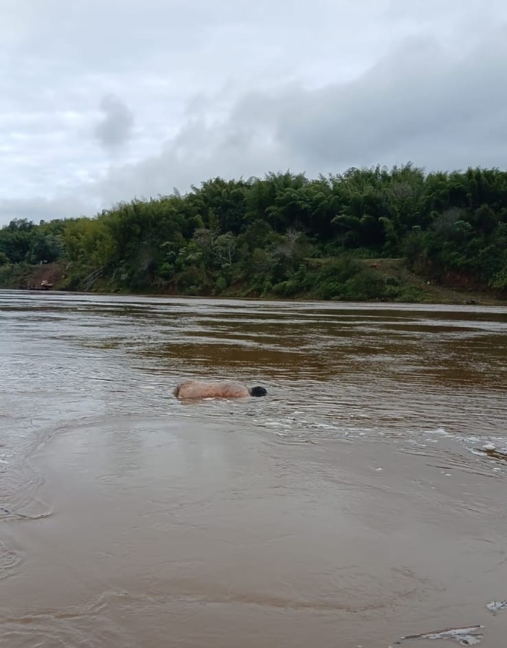Hallaron un cuerpo flotando en el rio Paraná en Colonia Victoria