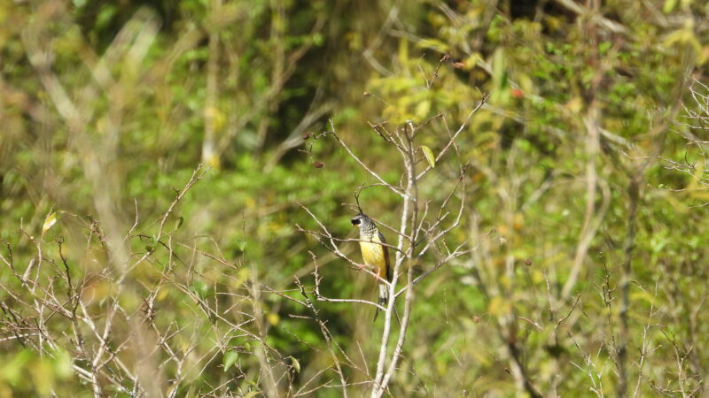 Tesorito atrae a observadores de aves de todo el país al Parque Nacional Iguazú