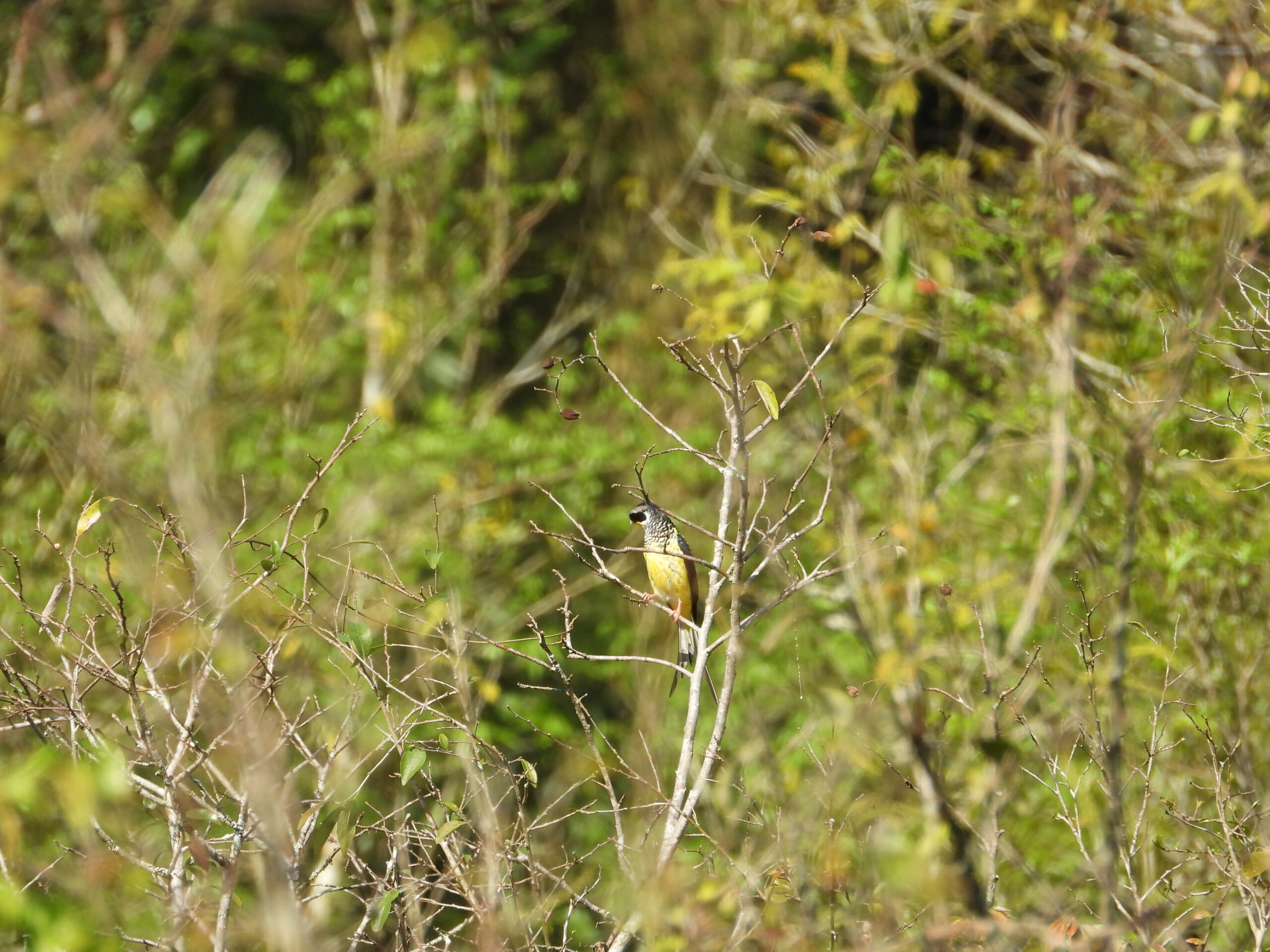 Tesorito atrae a observadores de aves de todo el país al Parque Nacional Iguazú