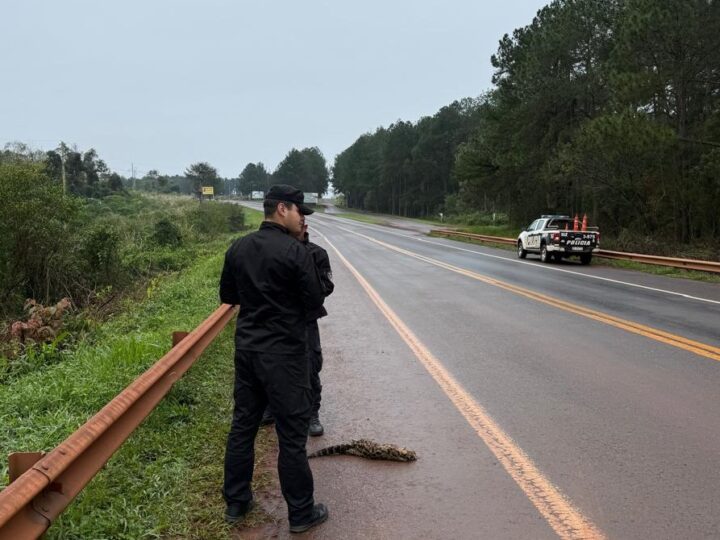 Hallaron un ocelote muerto en la colectora de la Ruta 12 en Puerto Libertad