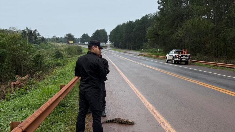 Hallaron un ocelote muerto en la colectora de la Ruta 12 en Puerto Libertad