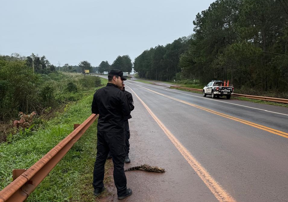 Hallaron un ocelote muerto en la colectora de la Ruta 12 en Puerto Libertad