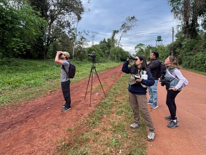 Dictarán un taller básico gratuito de observación de aves en Iguazú